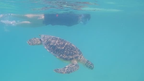 【宮古島】ウミガメも魚も珊瑚も！シュノーケリングするならここに行け！