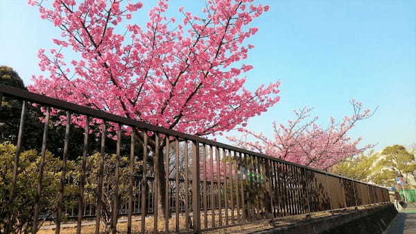 【東京・木場公園】河津桜でお花見♪2月から都心で桜を楽しもう1.jpg