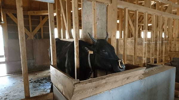 但馬牛や動物たちと間近で会える！兵庫県立但馬牧場公園の見所紹介！