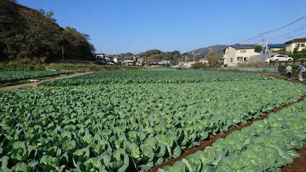 温暖な三浦半島でいちご狩り・みかん狩りを楽しもう【津久井浜観光農園】1.jpg