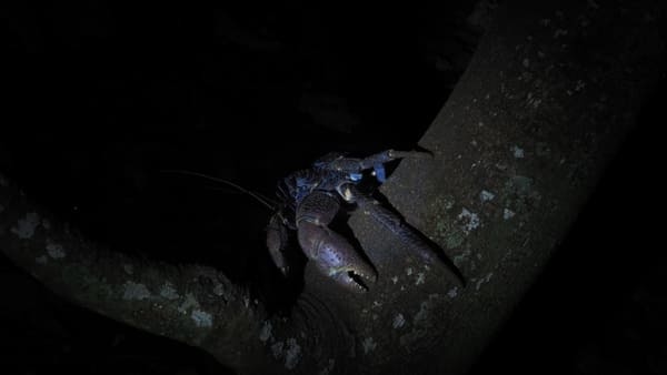 【鳩間島・完全ガイド】絶景ビーチや島の魅力、おすすめの過ごし方を大公開！（沖縄）