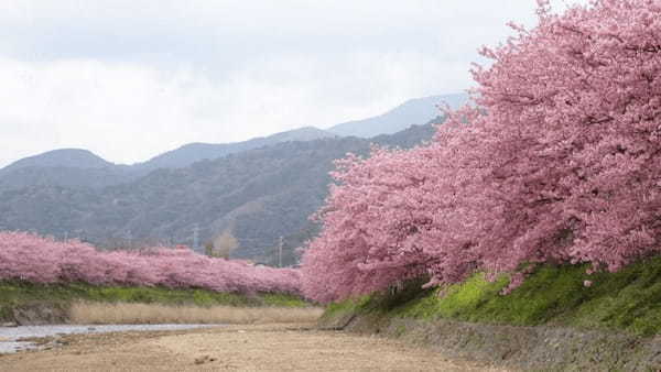 【伊豆】河津桜まつりとあわせて行きたい！おすすめスポット5選1.jpg