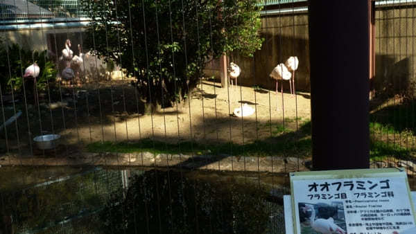 ヤギの散歩も！入園無料【和歌山公園動物園】のふれあい体験が面白い！