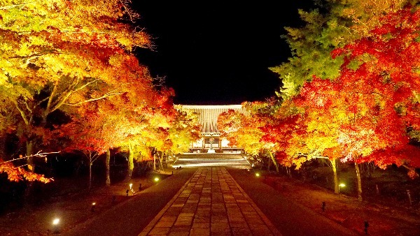 ケーブルカーに乗って登山気分！ライトアップされた夜の寺院で特別な紅葉狩りを楽しもう【京都】