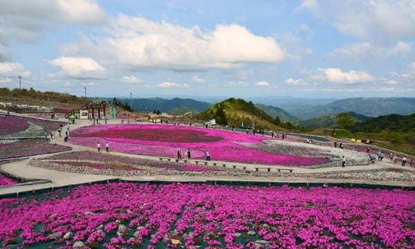 全国のおすすめ花畑85選！一面に絶景が広がる花の名所ガイド