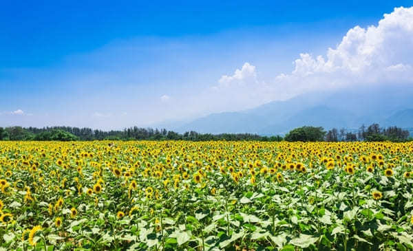 全国のおすすめ花畑85選！一面に絶景が広がる花の名所ガイド