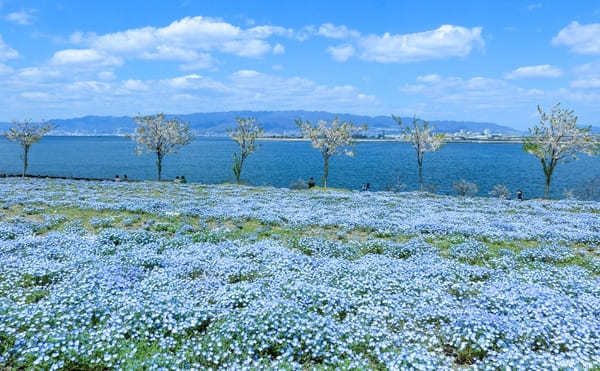 全国のおすすめ花畑85選！一面に絶景が広がる花の名所ガイド