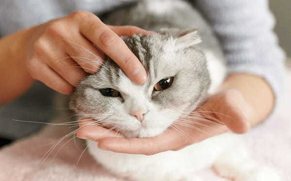 【獣医師監修】「猫が撫でられるとうれしいポイントと絆を深めるコミュニケーション術」