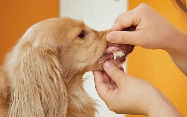 デンタルケアへの第一歩！口の周りをさわる練習にスタッフ犬まろんちゃんが挑戦！