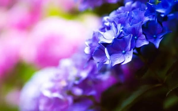 梅雨の風物詩「紫陽花」写真の撮り方とは？撮り方のコツを紹介します