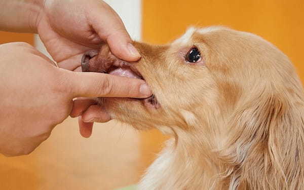 デンタルケアへの第一歩！口の周りをさわる練習にスタッフ犬まろんちゃんが挑戦！