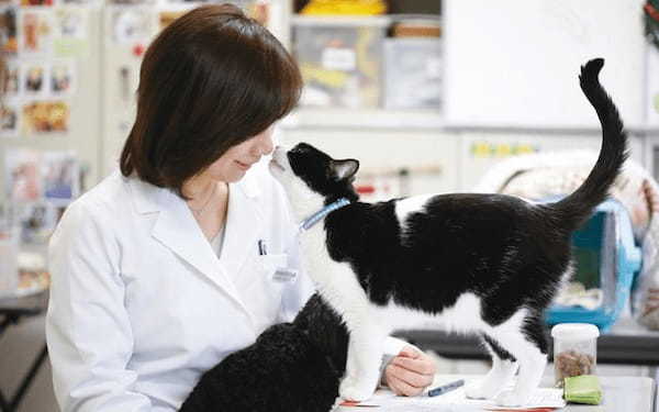 【獣医師監修】猫が撫でられるとうれしいポイントと絆を深めるコミュニケーション術