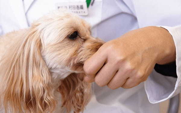 犬の歯磨き方法を獣医師が解説！おすすめの歯ブラシや嫌がる愛犬の慣らし方も紹介
