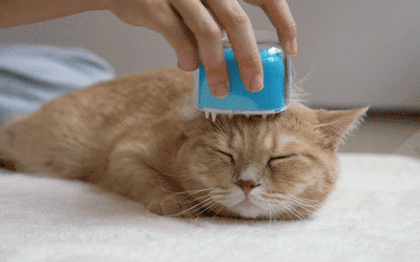 夢見ごこちの極上エステ猫用ブラシ「Candy Brush」が、Makuakeで先行販売中！