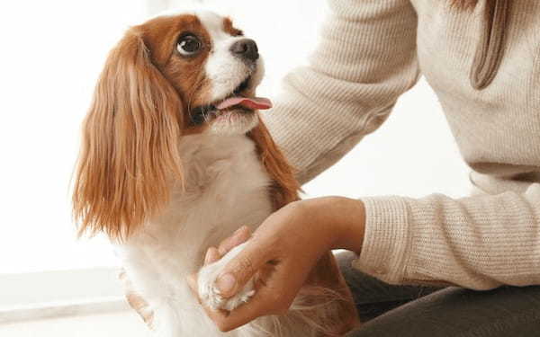 【動物看護師監修】犬の爪切りの方法と成功の秘訣！嫌がる愛犬は日頃のケアで解決