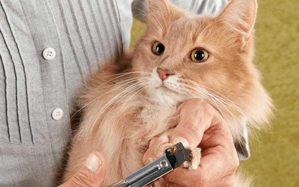 猫の爪切りは必要？猫の爪切りが簡単にできるコツや嫌がる猫ちゃん対策を獣医師が紹介！