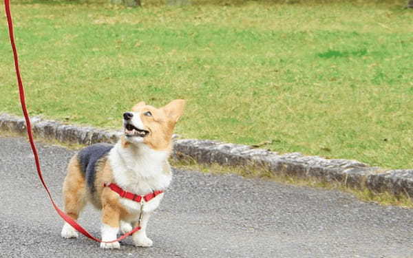 犬の熱中症は危険！応急処置と危険な状況別の対処法