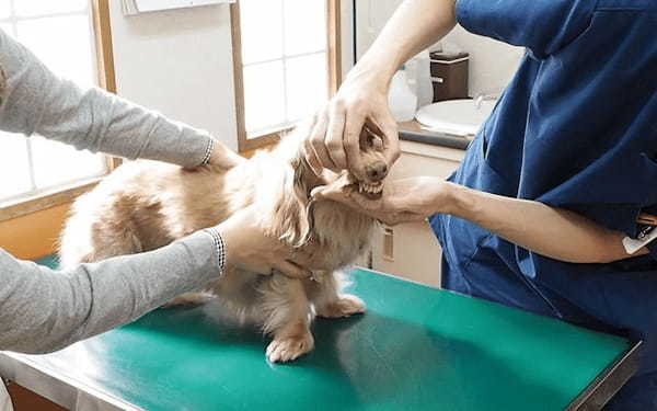 犬の歯は人と違う！虫歯ではなく歯周病が多い理由と歯の仕組み