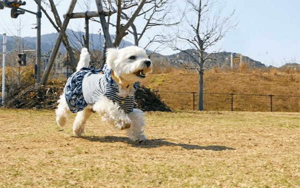 犬の熱中症は危険！応急処置と危険な状況別の対処法