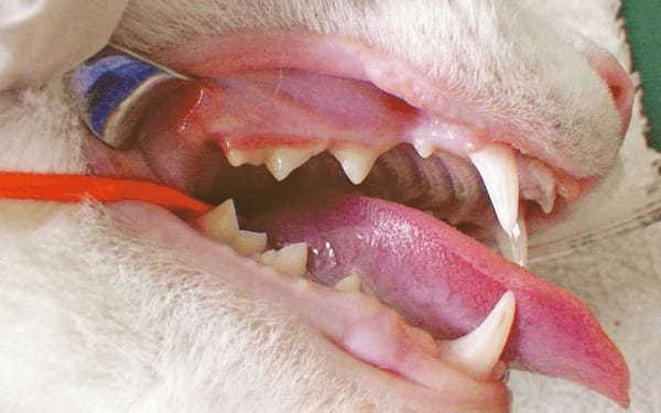 【獣医師監修】ねこちゃんの歯みがきが楽になる３つのステップ