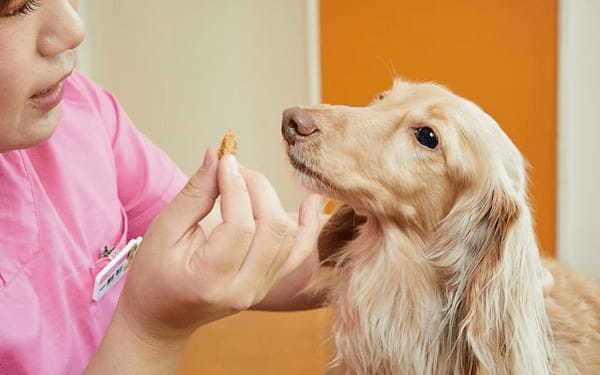 デンタルケアへの第一歩！口の周りをさわる練習にスタッフ犬まろんちゃんが挑戦！