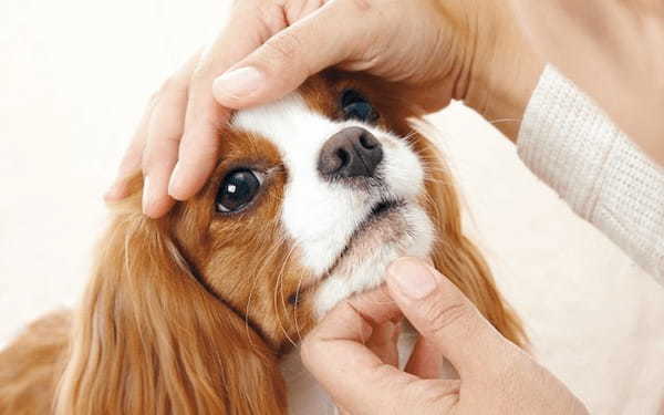 【動物看護師監修】犬の爪切りの方法と成功の秘訣！嫌がる愛犬は日頃のケアで解決