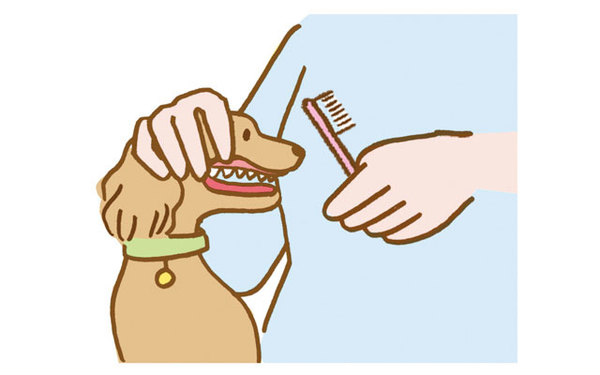 犬の歯磨き方法を獣医師が解説！おすすめの歯ブラシや嫌がる愛犬の慣らし方も紹介