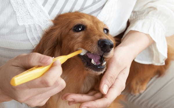 犬の歯は人と違う！虫歯ではなく歯周病が多い理由と歯の仕組み