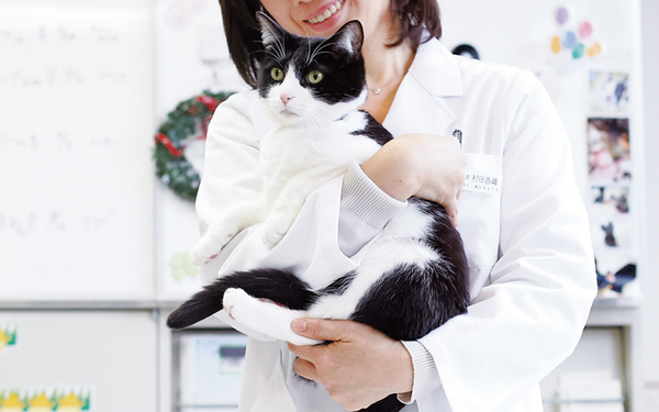 【獣医師監修】猫が撫でられるとうれしいポイントと絆を深めるコミュニケーション術