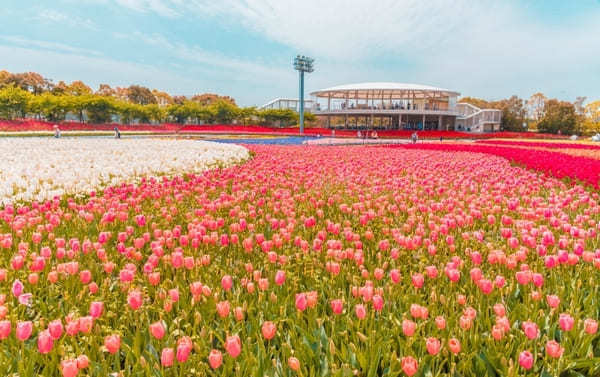 全国のおすすめ花畑85選！一面に絶景が広がる花の名所ガイド