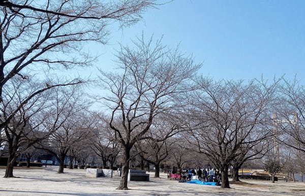 【東京・木場公園】河津桜でお花見♪2月から都心で桜を楽しもう1.jpg