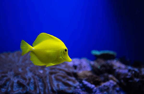 東北の人気水族館TOP8！みんなが行っている水族館ランキング1.jpg