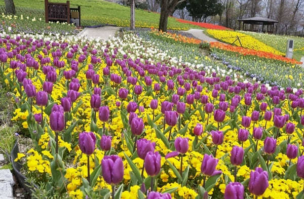 全国のおすすめ花畑85選！一面に絶景が広がる花の名所ガイド