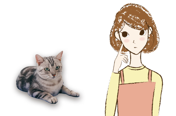 【動物看護師監修】猫ちゃんのごはんのお悩み 【教えて！苅谷先生】