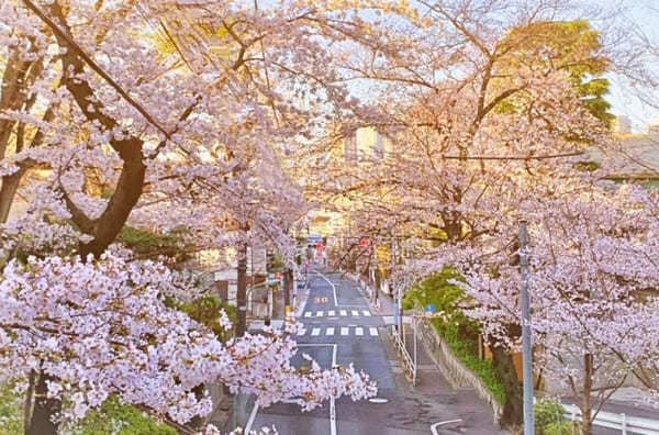 東京23区内の桜の名所！絶対に外さないお花見スポット7選