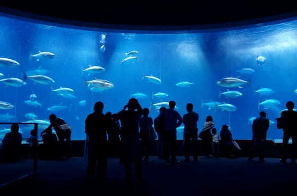 関東の人気水族館TOP17！みんなが行っている水族館ランキング1.jpg