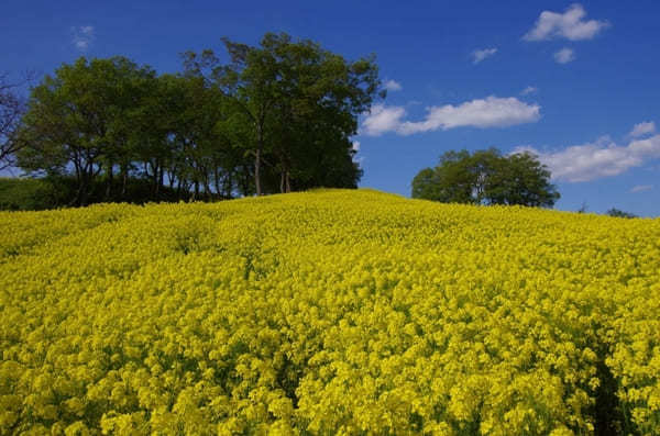 全国のおすすめ花畑85選！一面に絶景が広がる花の名所ガイド