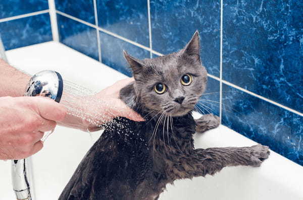 猫のお風呂の入れ方と嫌がらないコツ！適切な頻度やおすすめシャンプーも紹介イル-1.jpg