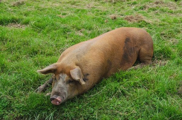 豚肉の臭みを消したい！原因・対処法・保存方法を徹底解説