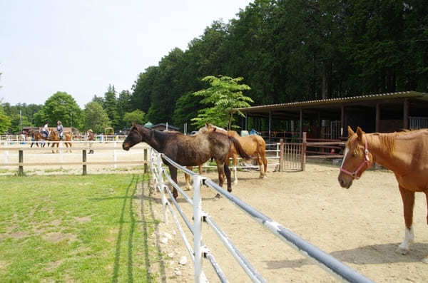 動物園にサファリパークも！栃木・動物と触れ合えるおすすめスポット10選