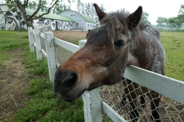 北海道のおすすめ動物園13選！動物に会える人気スポット特集