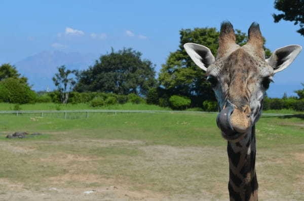 九州の人気動物園TOP10！みんなが行っている動物園ランキング1.jpg