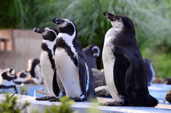 関東の人気動物園TOP16！みんなが行っている動物園ランキング1.jpg