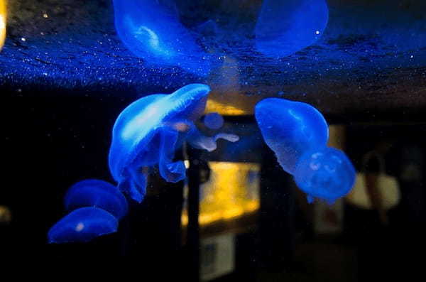 甲信越の人気水族館TOP7！みんなが行っている水族館ランキング1.jpg