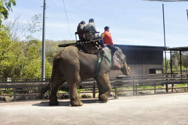 動物園にサファリパークも！栃木・動物と触れ合えるおすすめスポット10選