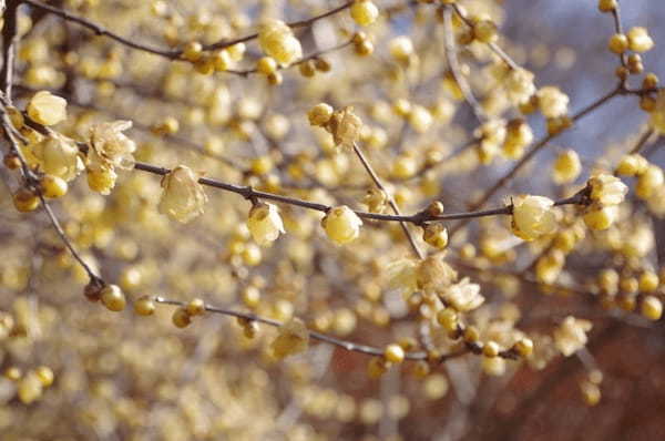 【群馬フラワーハイランド】冬からGWまでたくさんの花が楽しめる植物園1.jpg