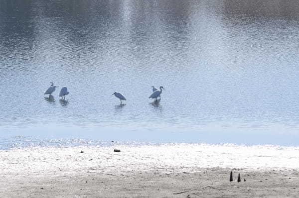 【群馬周辺】冬の風物詩・白鳥と渡り鳥が見られるオススメスポット1.jpg