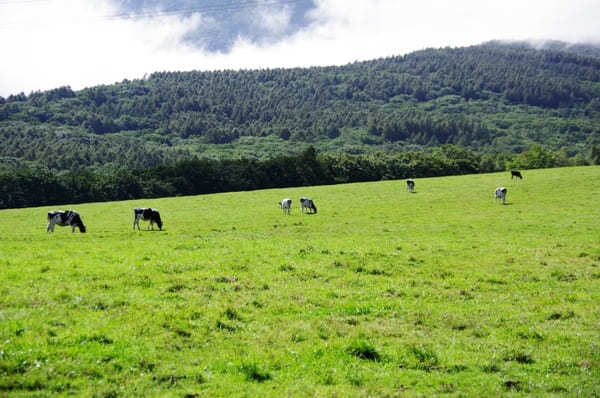 【長野県】蓼科周辺の絶景スポットとオススメご当地グルメを楽しもう！