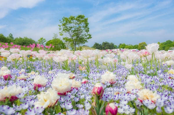 【香川】春らんまん♪讃岐まんのう公園で一面に咲く春の花を楽しもう！