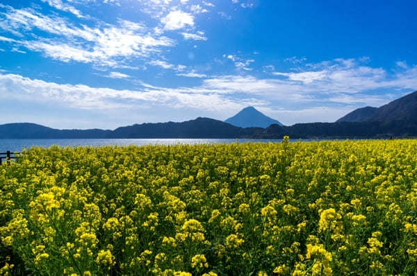 全国のおすすめ花畑85選！一面に絶景が広がる花の名所ガイド